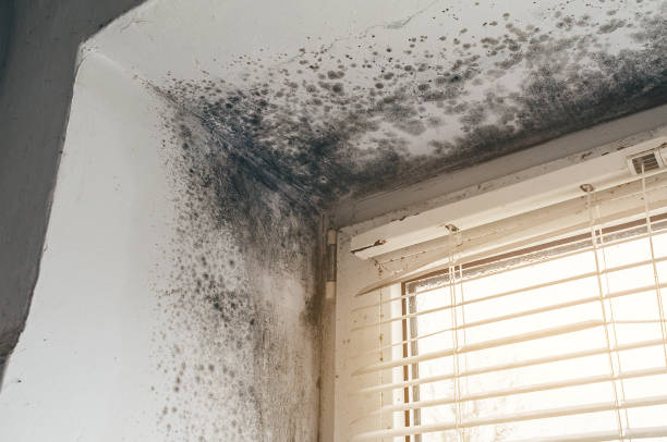 Affordable Mold Remediation solutions in Williamston, NC